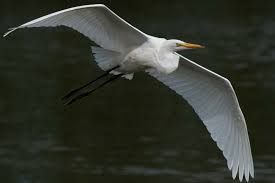 Attēlu rezultāti vaicājumam “Egretta alba”