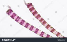 Attēlu rezultāti vaicājumam “Ceramium sp.”