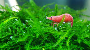 Attēlu rezultāti vaicājumam “Fontinalis antipyretica”