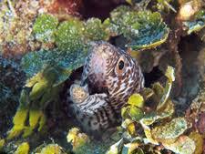 Image result for Gymnothorax moringa