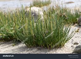 Attēlu rezultāti vaicājumam “Juncaginaceae”