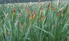 Attēlu rezultāti vaicājumam “Narcissus leaf”