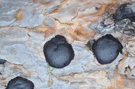 Attēlu rezultāti vaicājumam “Amaurochaete atra macro”