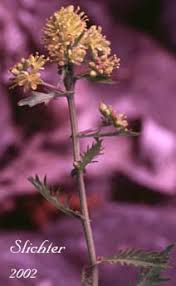 Attēlu rezultāti vaicājumam “Rorippa palustris flower”