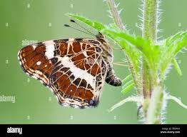 Attēlu rezultāti vaicājumam “Araschnia levana underside”