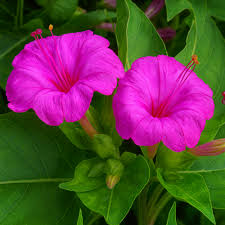 Image result for Mirabilis jalapa