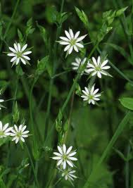 Attēlu rezultāti vaicājumam “Stellaria crassifolia leaf”