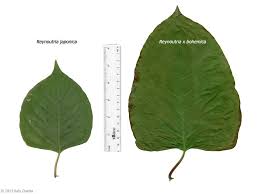 Attēlu rezultāti vaicājumam “Reynoutria sachalinensis leaf”