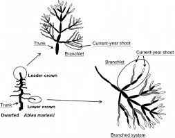 Attēlu rezultāti vaicājumam “Abies mariesii”