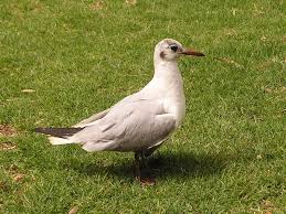 Image result for Chroicocephalus ridibundus