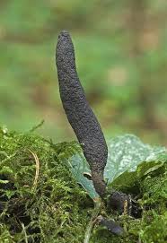 Attēlu rezultāti vaicājumam “Xylaria longipes”