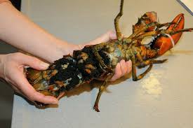 Image result for Homarus americanus
