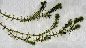 Attēlu rezultāti vaicājumam “Elodea canadensis”