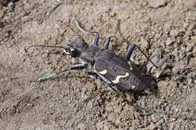 Attēlu rezultāti vaicājumam “Cicindela sylvatica”