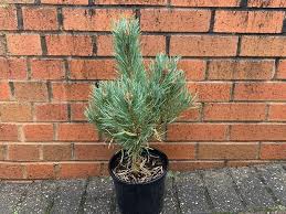 Attēlu rezultāti vaicājumam “Pinus sylvestris”