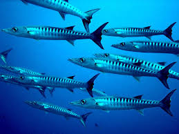 Image result for Dive Barracuda