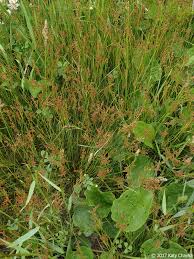 Attēlu rezultāti vaicājumam “Juncus gerardii leaf”