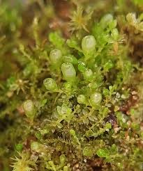 Attēlu rezultāti vaicājumam “Gymnocolea inflata”