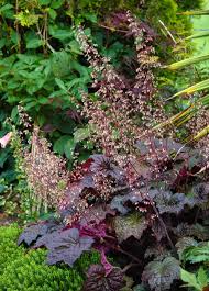 Image result for HEUCHERA americana 'Palace Purple Auslese'