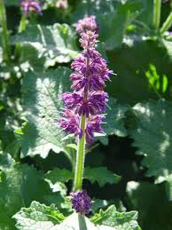 Attēlu rezultāti vaicājumam “Salvia verticillata”