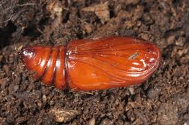 Attēlu rezultāti vaicājumam “Rusina ferruginea male”