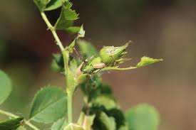 Attēlu rezultāti vaicājumam “Cnaemidophorus rhododactyla”