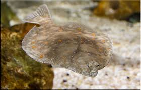 Image result for Platichthys flesus