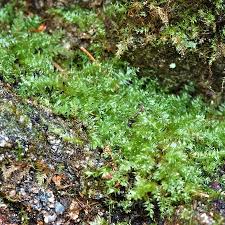 Attēlu rezultāti vaicājumam “Plagiothecium succulentum”