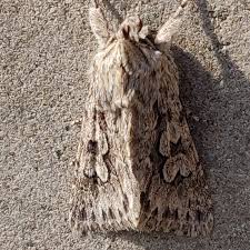 Attēlu rezultāti vaicājumam “Panolis umbra”