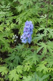 Attēlu rezultāti vaicājumam “Delphinium elatum  bud”