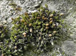 Attēlu rezultāti vaicājumam “Orthotrichum pumilum”