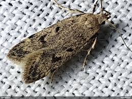 Attēlu rezultāti vaicājumam “Gelechia rhombella”