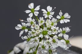 Attēlu rezultāti vaicājumam “Chaerophyllum aromaticum”