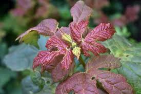 Attēlu rezultāti vaicājumam “Acer pseudoplatanus flower”