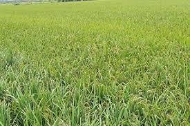 Image result for 붶