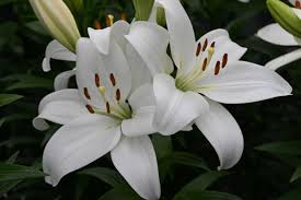 Image result for Lilie