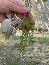 Attēlu rezultāti vaicājumam “Populus x canescens”