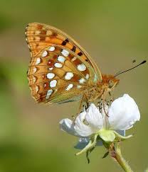 Attēlu rezultāti vaicājumam “Argynnis adippe underside”