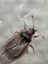 Attēlu rezultāti vaicājumam “Acalypta carinata”