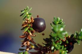 Attēlu rezultāti vaicājumam “Empetraceae”