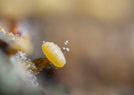 Attēlu rezultāti vaicājumam “Diderma radiatum young”