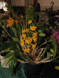 Attēlu rezultāti vaicājumam “Chrysotoxum sp.”