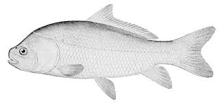 Image result for Ictiobus niger