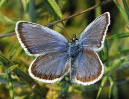 Attēlu rezultāti vaicājumam “Plebejus argus male”