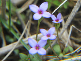 Attēlu rezultāti vaicājumam “Rubiaceae”
