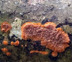 Attēlu rezultāti vaicājumam “Cytidia salicina”