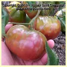 Afbeeldingsresultaat voor black brandywine tomato