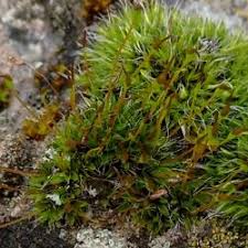 Attēlu rezultāti vaicājumam “Pottiales”