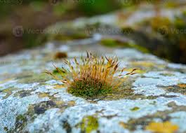 Attēlu rezultāti vaicājumam “Ceratodon purpureus”