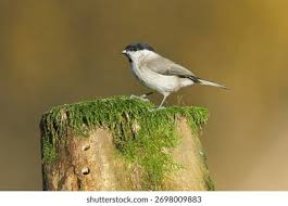 Attēlu rezultāti vaicājumam “Poecile palustris”